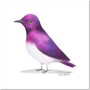 Violet Backed Starling Bird Posters and Art